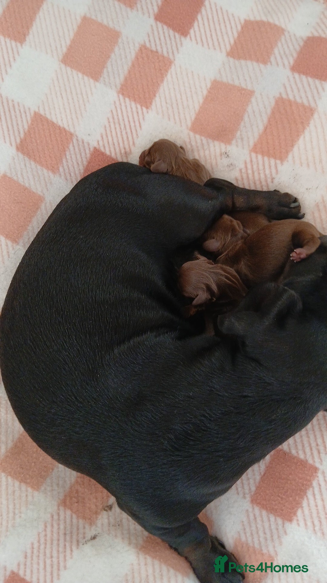 Miniature Dachshund dogs for sale: Miniature dashhounds  - Advert 4