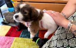 Mixed Breed dogs for sale: Yorkshire terrier x jack russell - Image 11