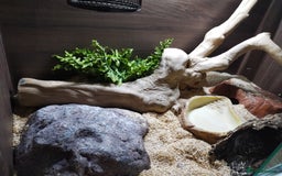 Milk Snake reptiles for sale: Apricot pueblan milk snake  - Image 5
