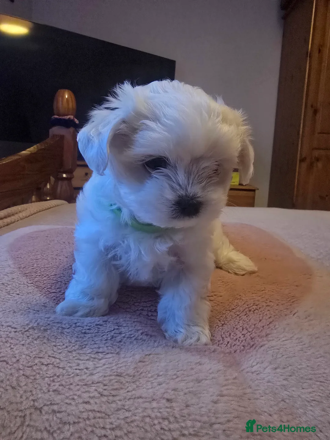 Maltese dogs for sale: 3 fluffy and lovely maltese girls for sale - Advert 7