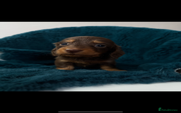 Dachshund dogs for sale: Kc.reg miniature dachshund puppies  - Image 10