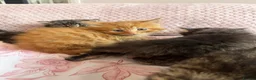 Siberian cats for sale: Gorgeous Fluffy Kittens! - Advert 2