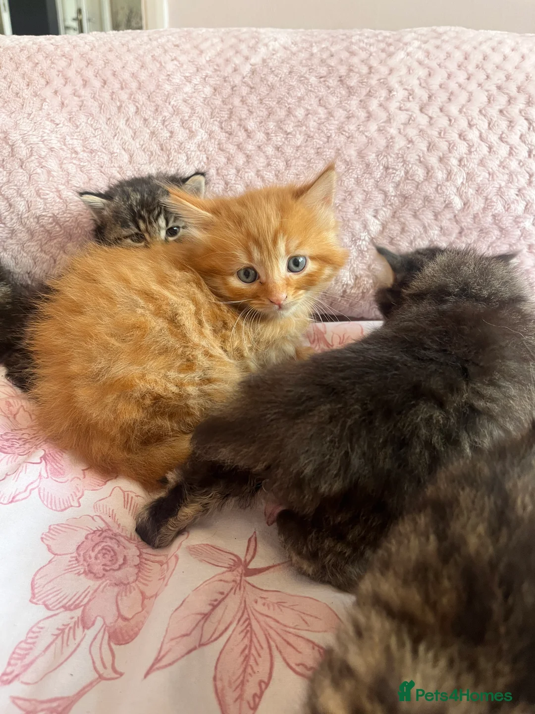 Siberian cats for sale: Gorgeous Fluffy Kittens! - Advert 2