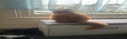 Bengal cats for sale: Male tabby ginger cat - Advert 4