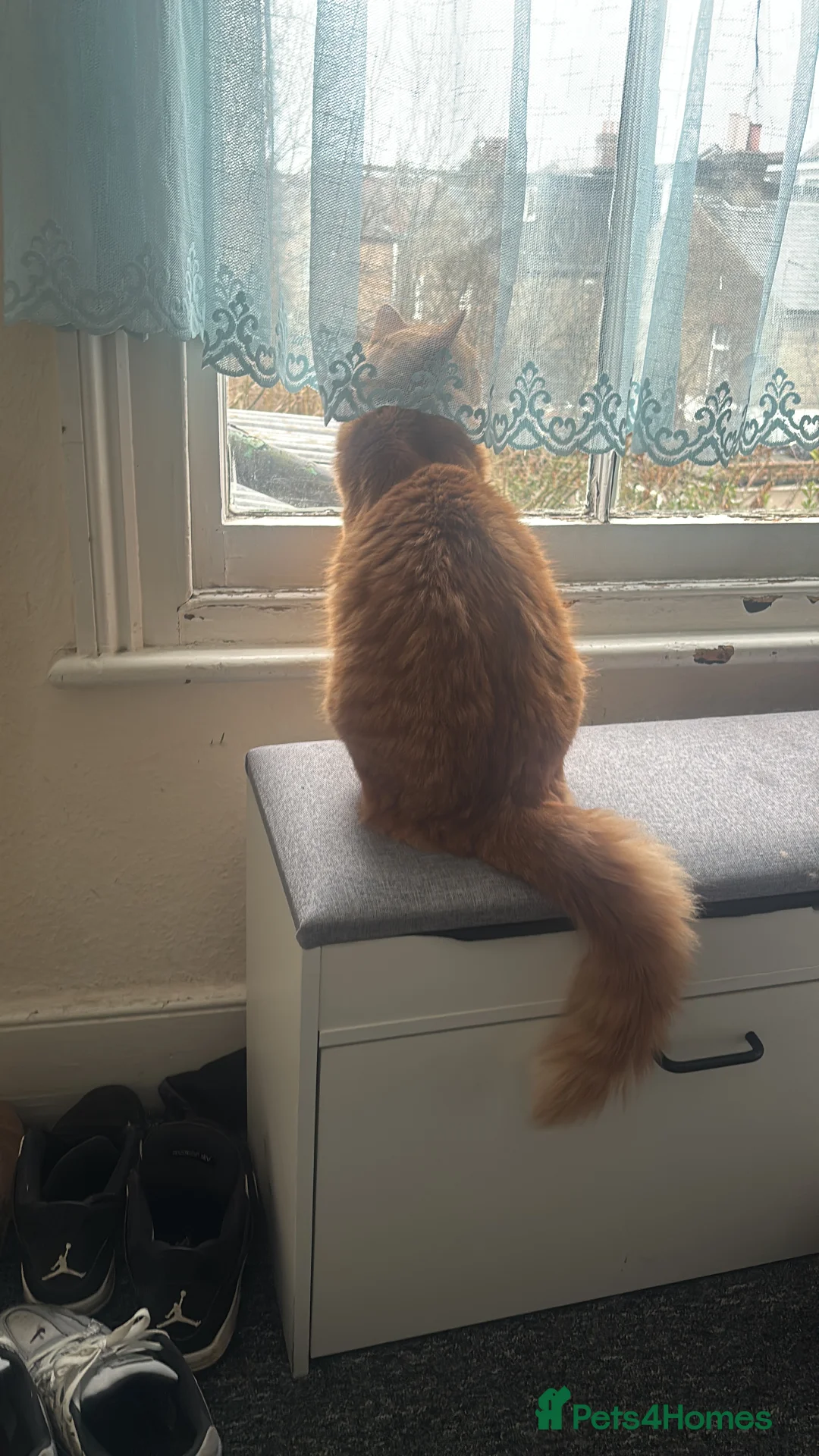 Bengal cats for sale: Male tabby ginger cat - Advert 4