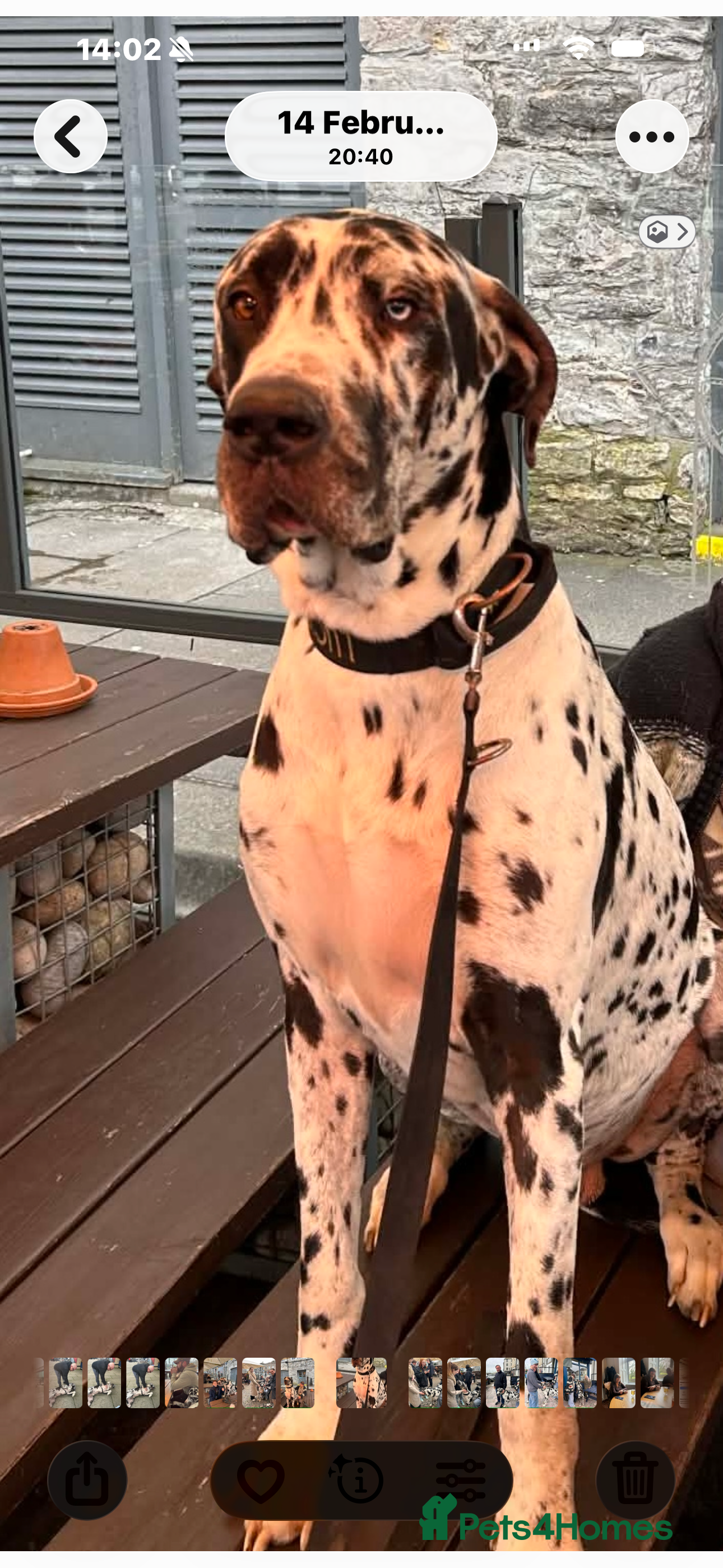 Great Dane dogs Great Dane harlequin for stud - Advert 1