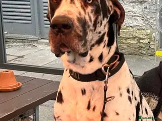 Great Dane dogs Great Dane harlequin for stud - Advert 1