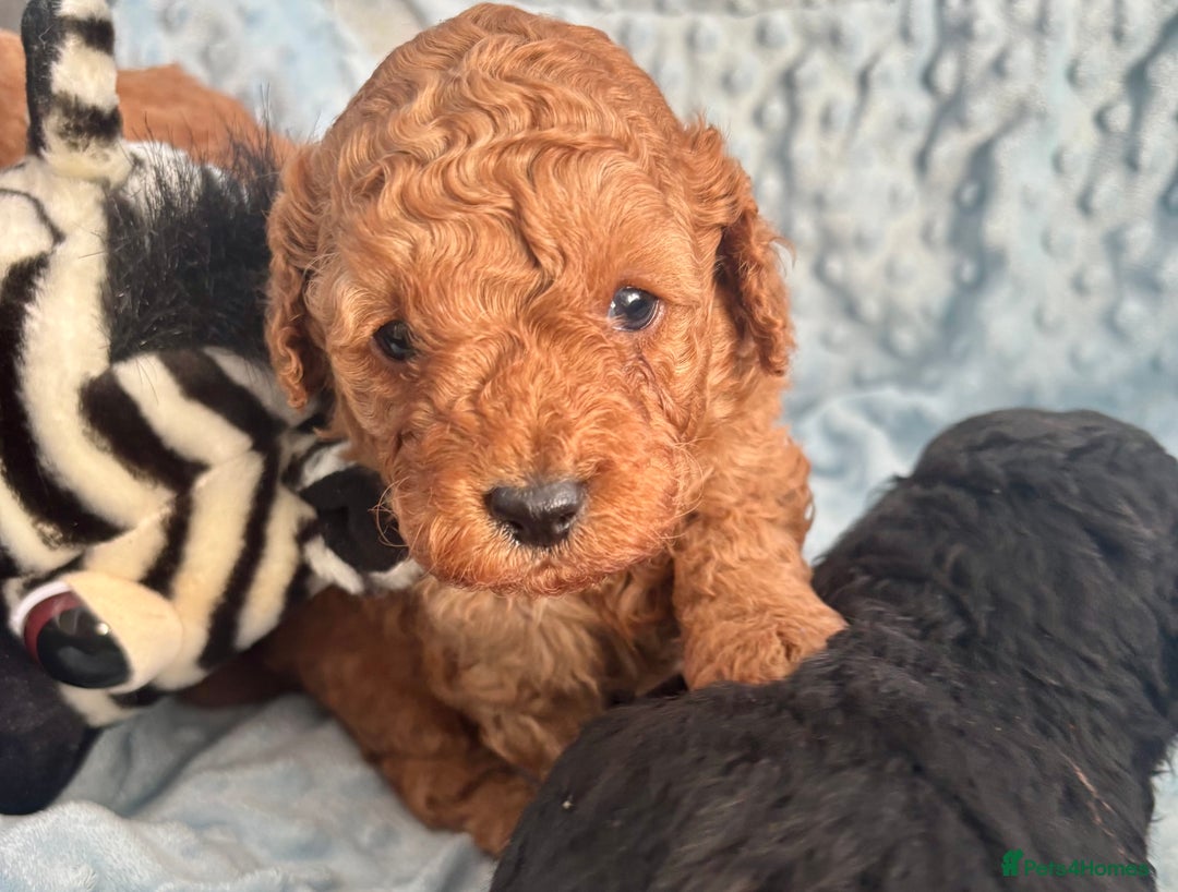 Toy Poodle dogs for sale: KC registered toy poodles - Advert 21