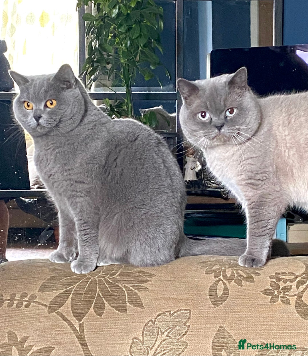 British Shorthair cats for sale: GCCF reg British Shorthair and Longhair Kitten’s  - Advert 7