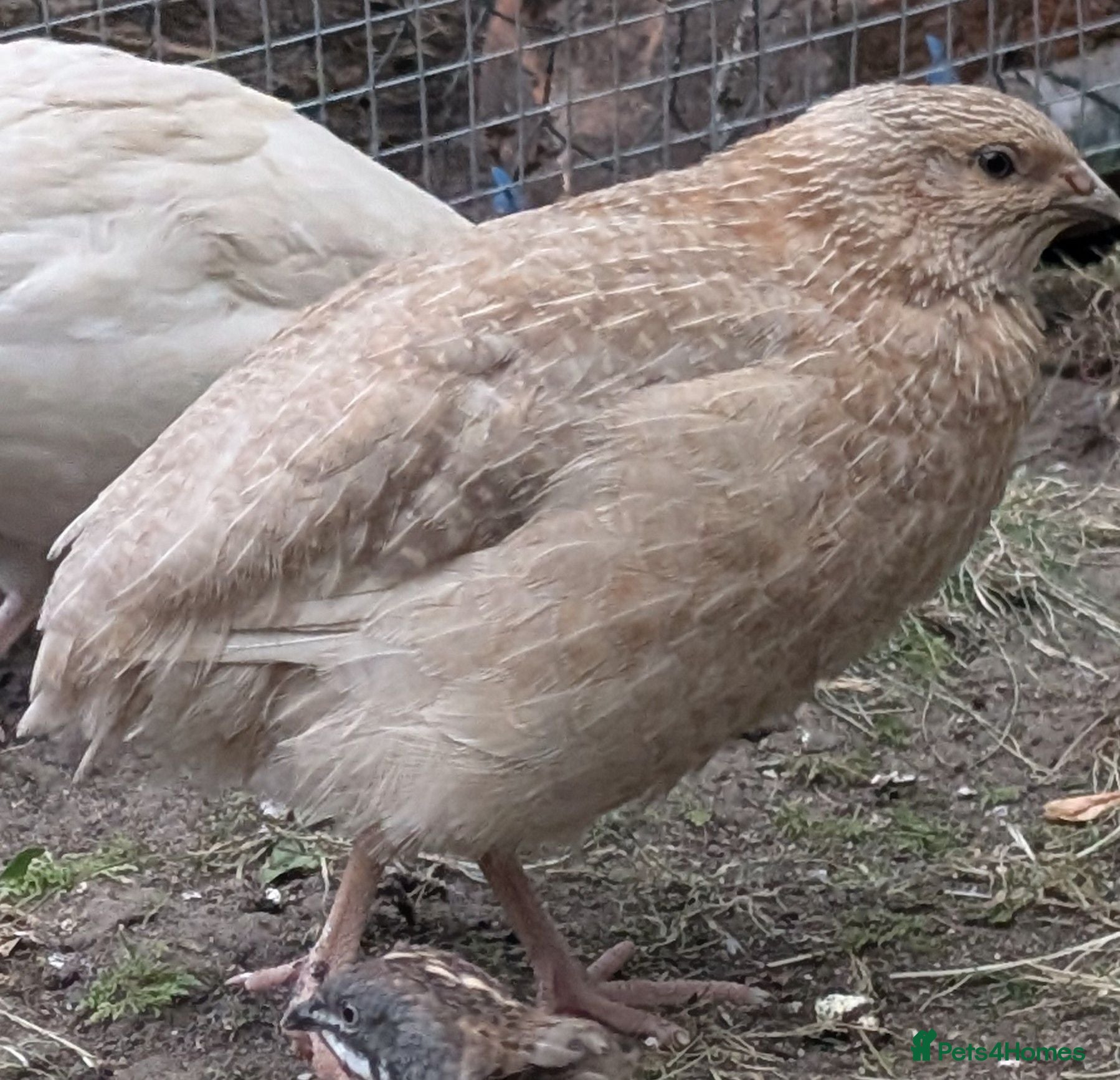 Quail poultry 11 week old male coturnix quail  - Advert 18