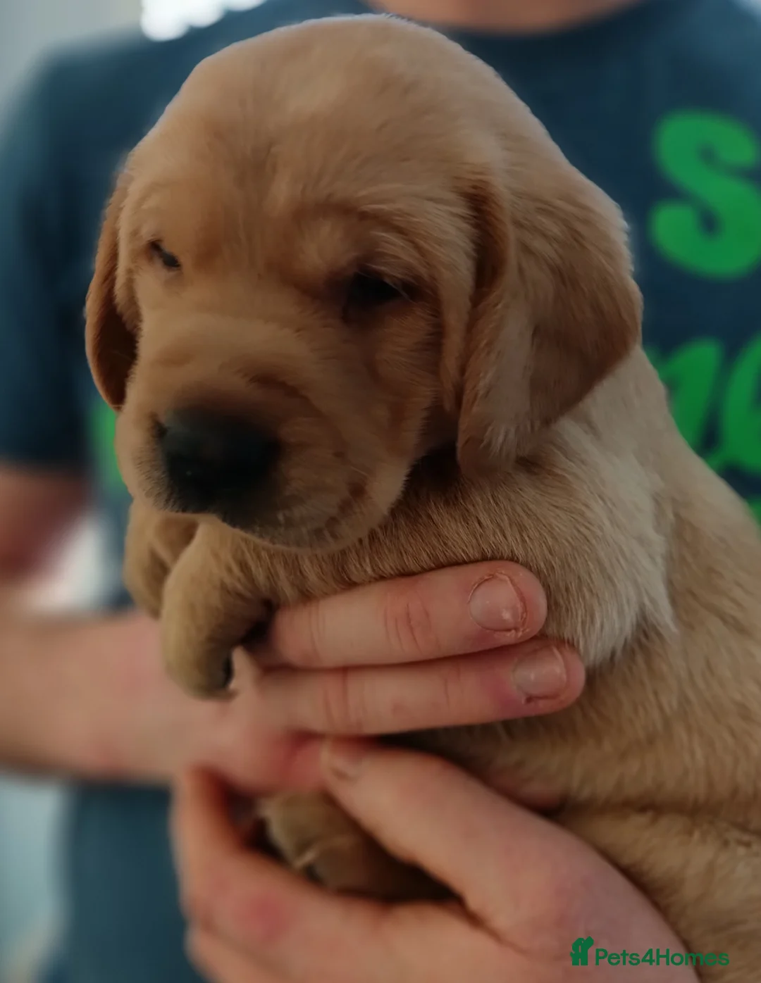 Labrador Retriever dogs for sale: KC reg yellow & black Labrador puppies socialised - Advert 27