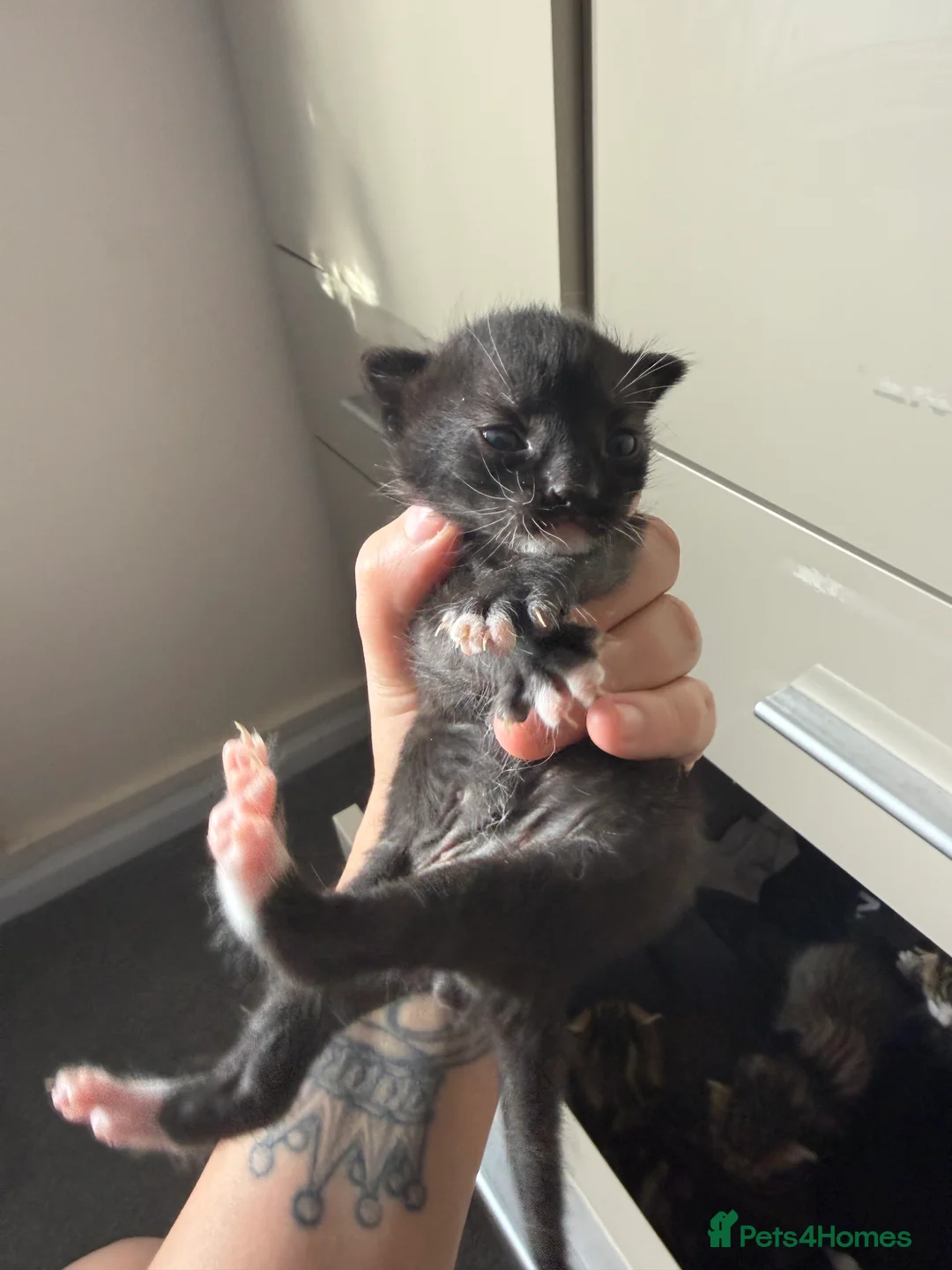 Mixed Breed cats for sale: Beautiful Kittens For Sale in Norwich - Advert 2
