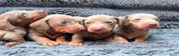 Miniature Dachshund dogs for sale: Miniature dachshund  in Sunderland - Advert 6