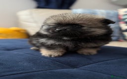 German Spitz dogs for sale: KC Reg Show Type German Spitz (Klein) For Sale. - Image 5