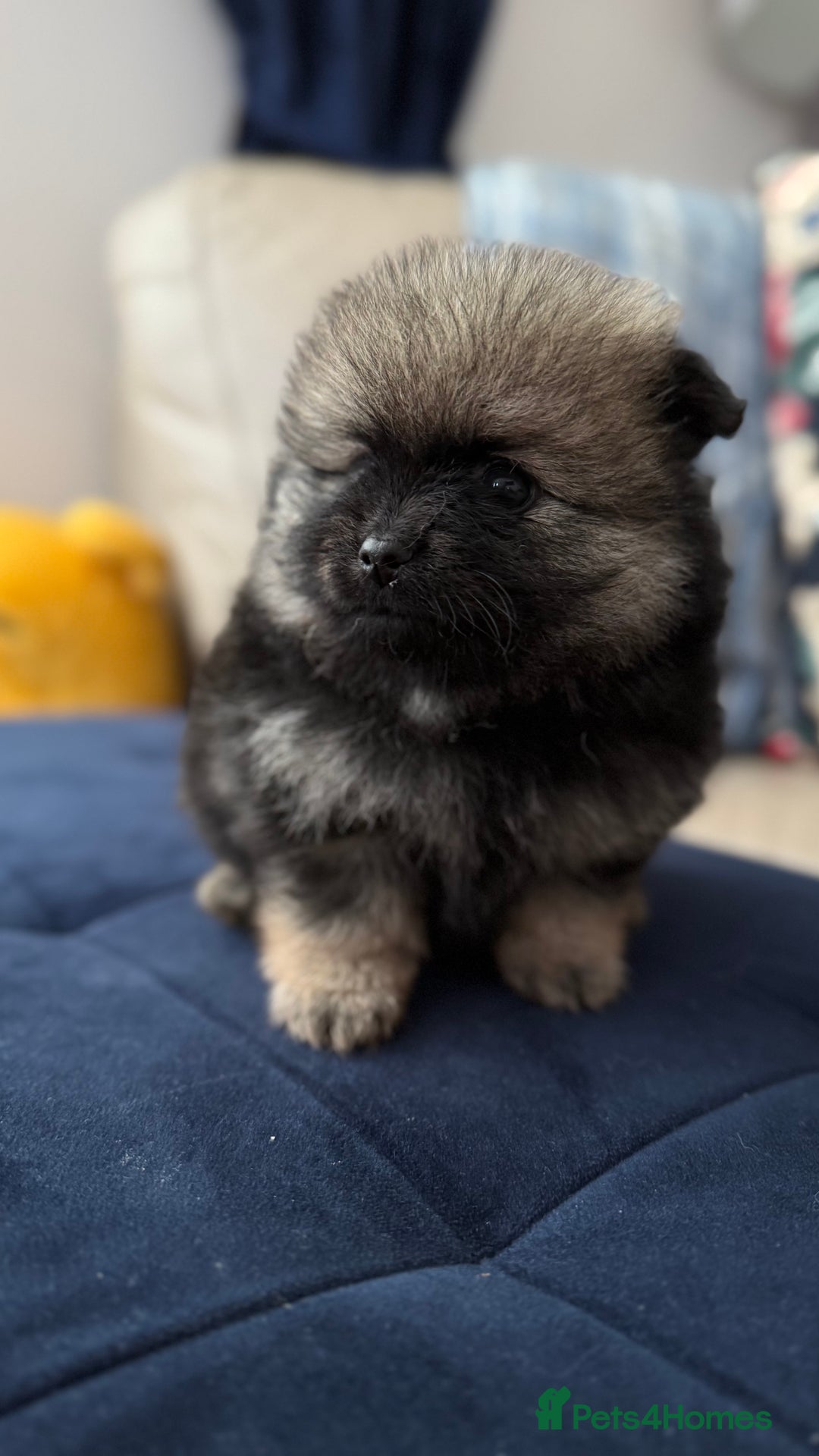 German Spitz dogs for sale: KC Reg Show Type German Spitz (Klein) For Sale. - Image 5