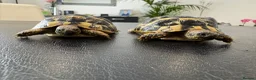 Hermann Tortoise reptiles for sale: 9 Month Old Hermanns Tortoises for Sale x 2 in Egham - Advert 7