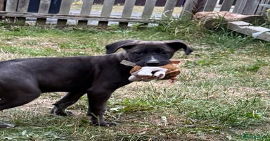 Mixed Breed dogs - Advert 3