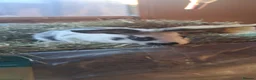 Mixed Breed rabbits for sale: Baby bunnies  in Bridgwater - Advert 5