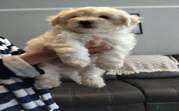 Poochon dogs for sale: Poochons💥 2 Beauties READY TO LEAVE NOW 💥  - Image 29