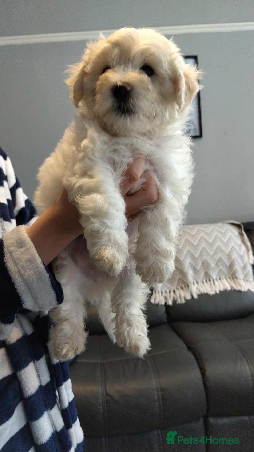 Poochon dogs for sale: Poochons💥 2 Beauties READY TO LEAVE NOW 💥  - Image 29