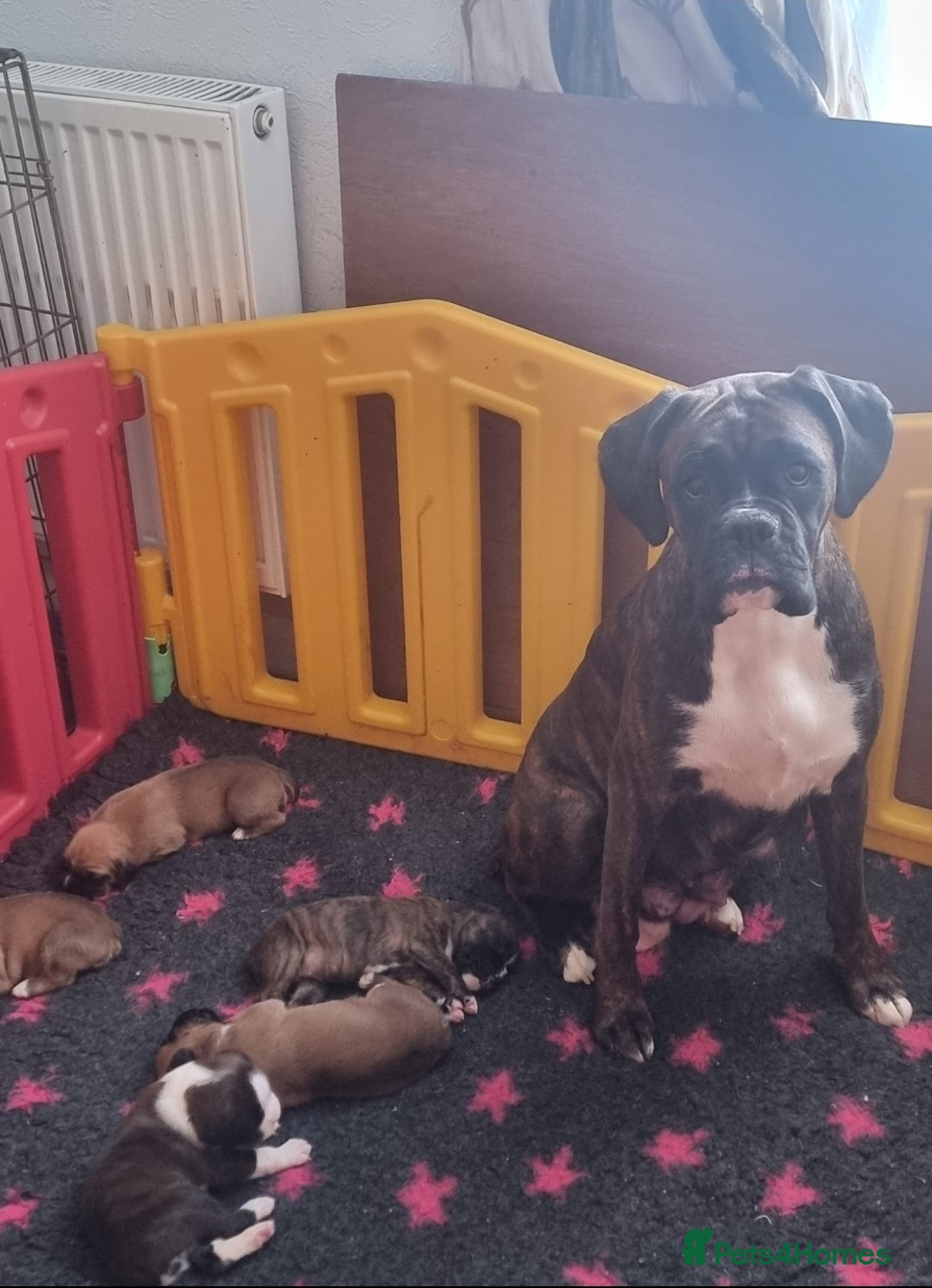 Boxer dogs for sale: Boxer puppy - Advert 11