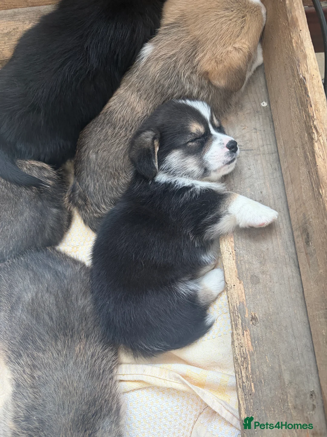 Welsh Corgi Pembroke dogs for sale: Champion corgi puppies   - Advert 4