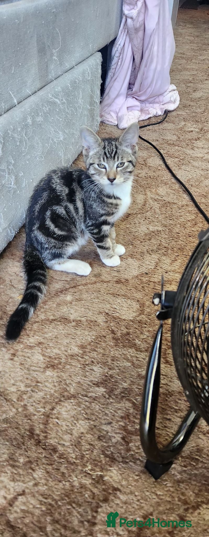 Mixed Breed cats Lovely female kittens  - Advert 1