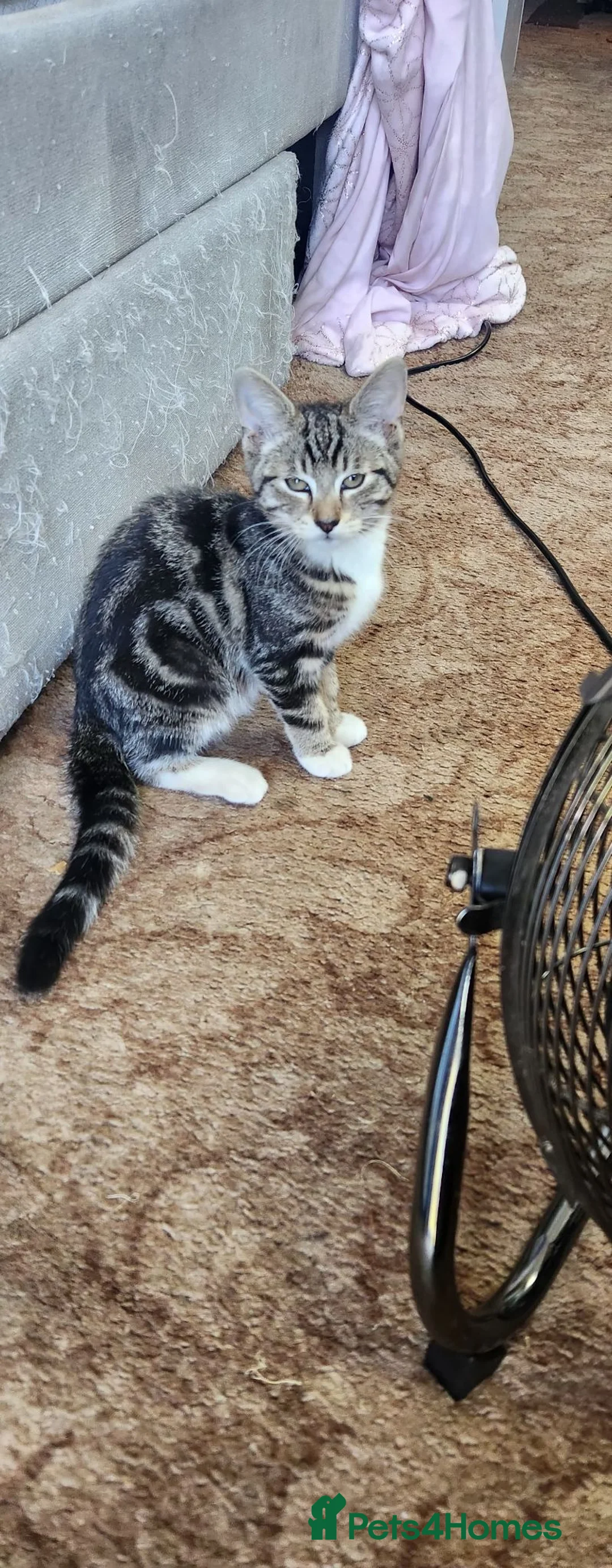 Mixed Breed cats for sale: Lovely female kittens  in Croydon - Advert 1