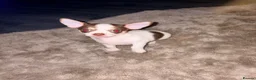 Chihuahua dogs for sale: BARNEY LOOKING FOR HIS FOREVER HOME - Advert 3
