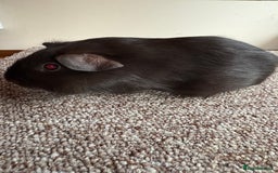 Guinea Pig rodents for sale: Self Chocolate Boars - Advert 12