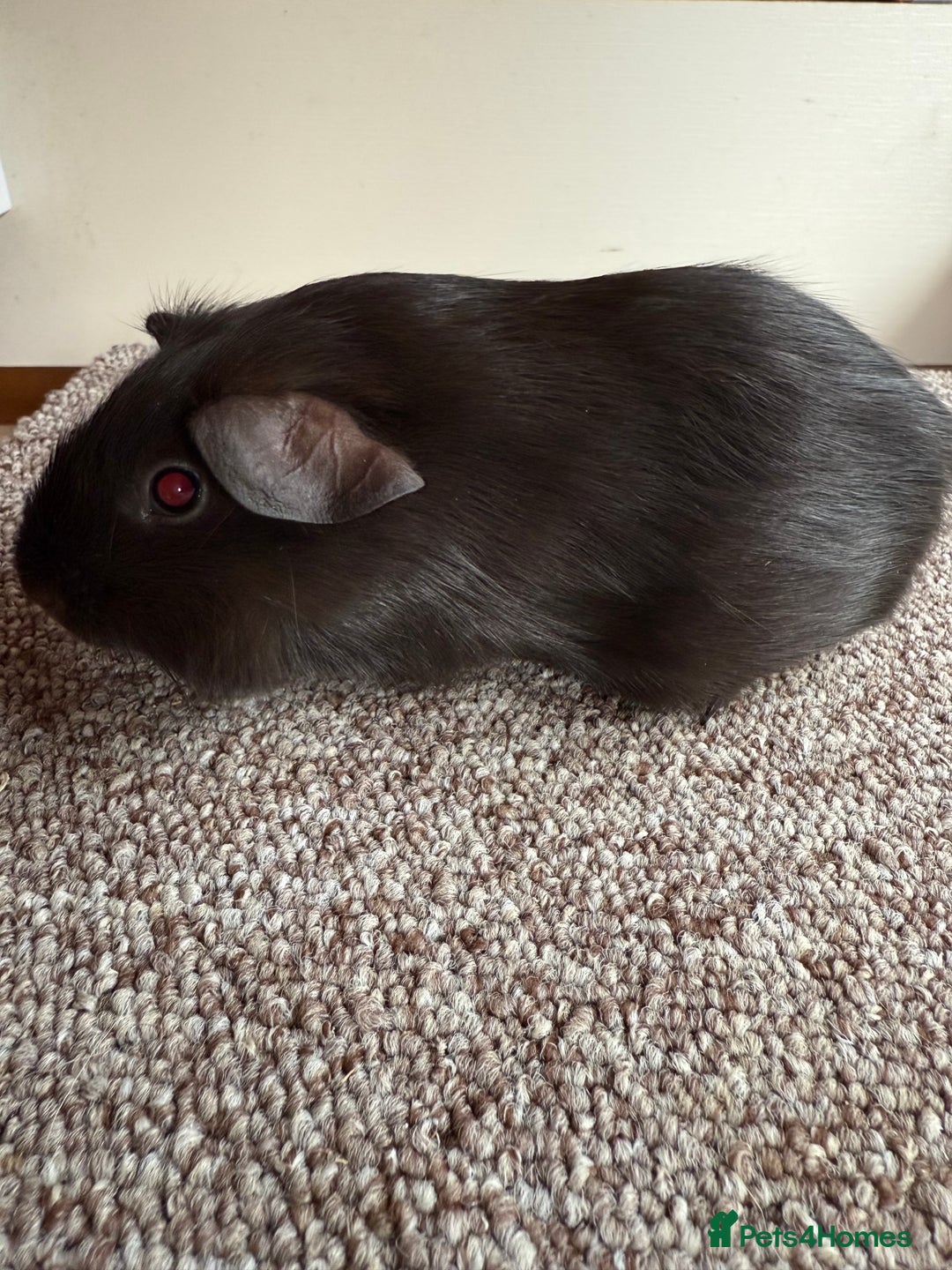 Guinea Pig rodents for sale: Self Chocolate Boars - Advert 12