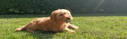 Cockapoo dogs for sale: Ready now- F1b Miniature Cockapoo Pup Charlie  - Advert 9