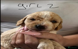 Cockapoo dogs for sale: 7 Cockapoo puppies  - Image 2