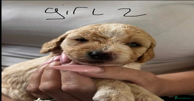 Cockapoo dogs - Advert 1