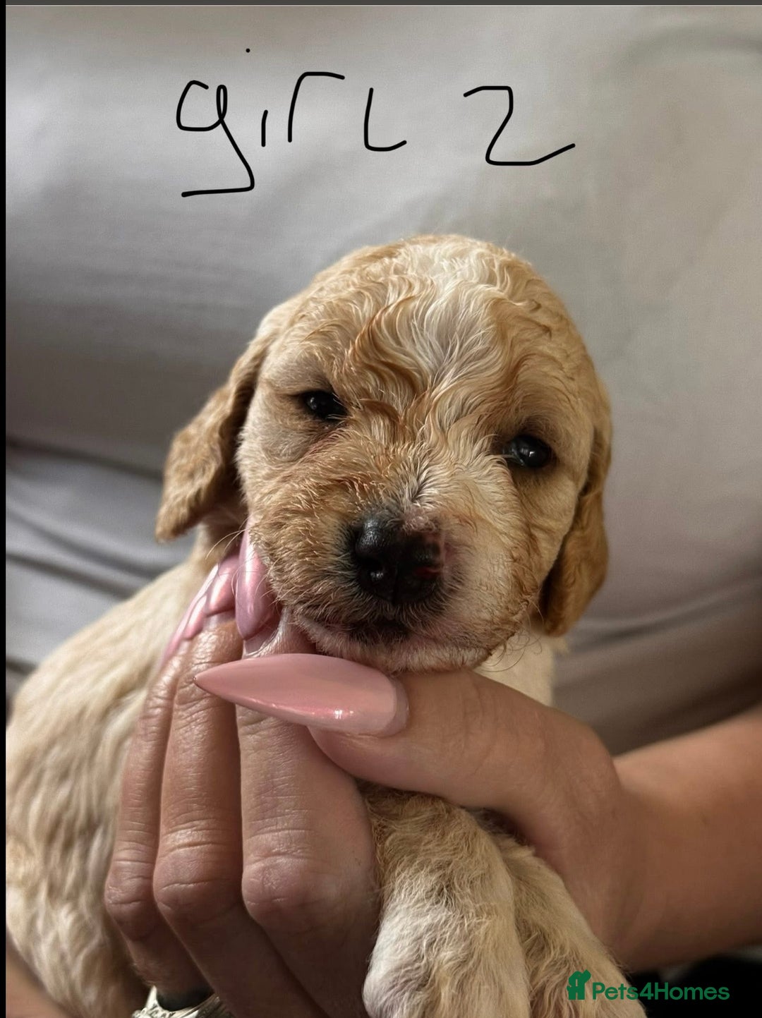 Cockapoo dogs for sale: 7 Cockapoo puppies  - Image 2