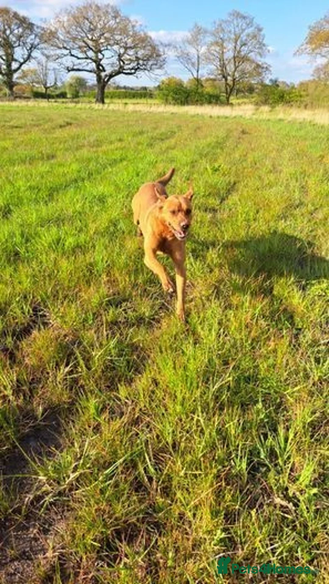 Labrador Retriever dogs for stud: Fox Red Labrador For Stud, Fully health tested  in Stoke-on-Trent - Advert 8