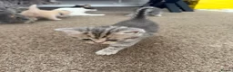 Scottish Fold cats for sale: PUREBRED Scottish fold kittens  - Advert 29