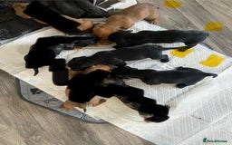 Mixed Breed dogs for sale: Dachshund cross Patterdale - Image 21