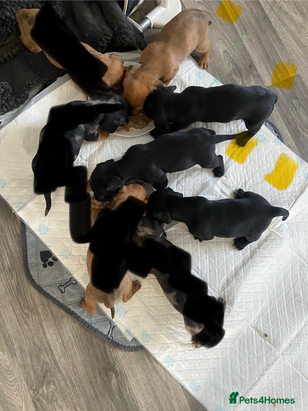 Mixed Breed dogs for sale: Dachshund cross Patterdale - Image 21