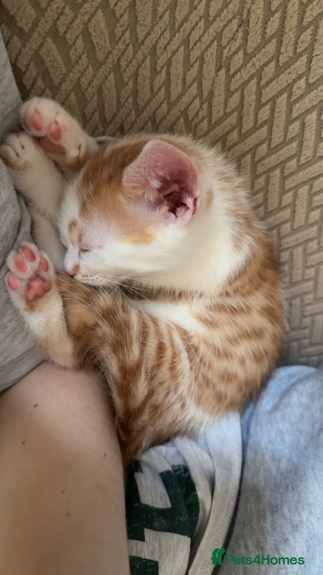 Mixed Breed cats for sale: Bengal Cross Boy Kittens Ready for loving homes - Advert 2