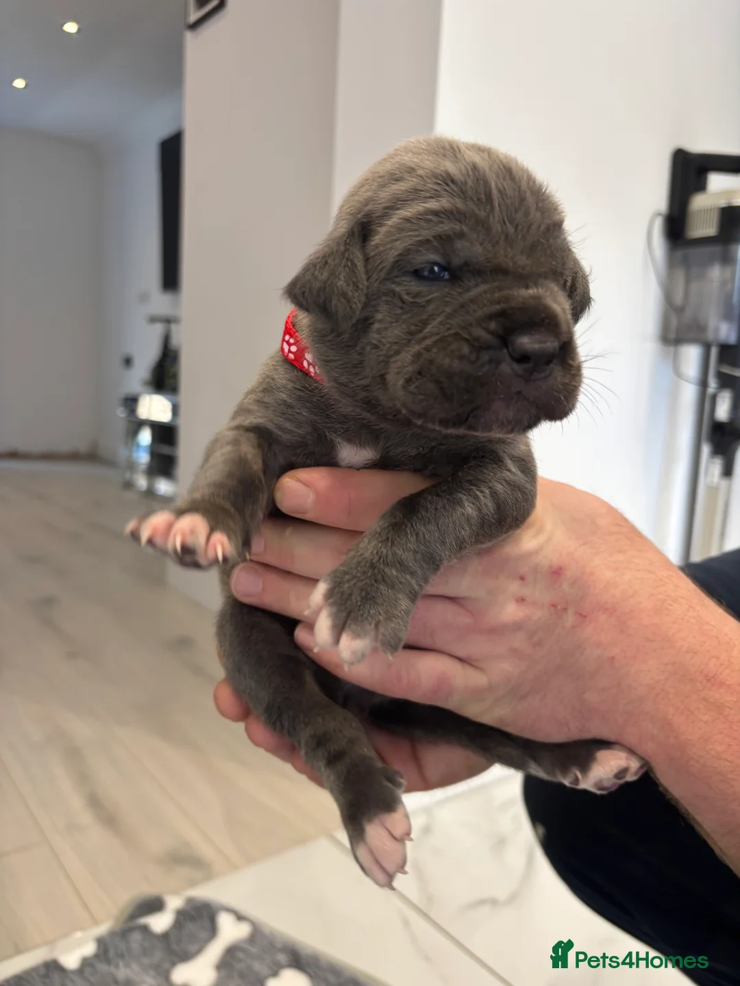 Cane Corso dogs for sale: Cane Corso Puppies 🐶  - Advert 13