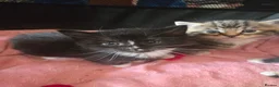 Mixed Breed cats for sale: Mixed fluffy kittens  - Advert 6