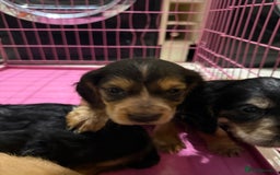 Cocker Spaniel dogs for sale: Cocker spaniel puppies for sale  - Image 4