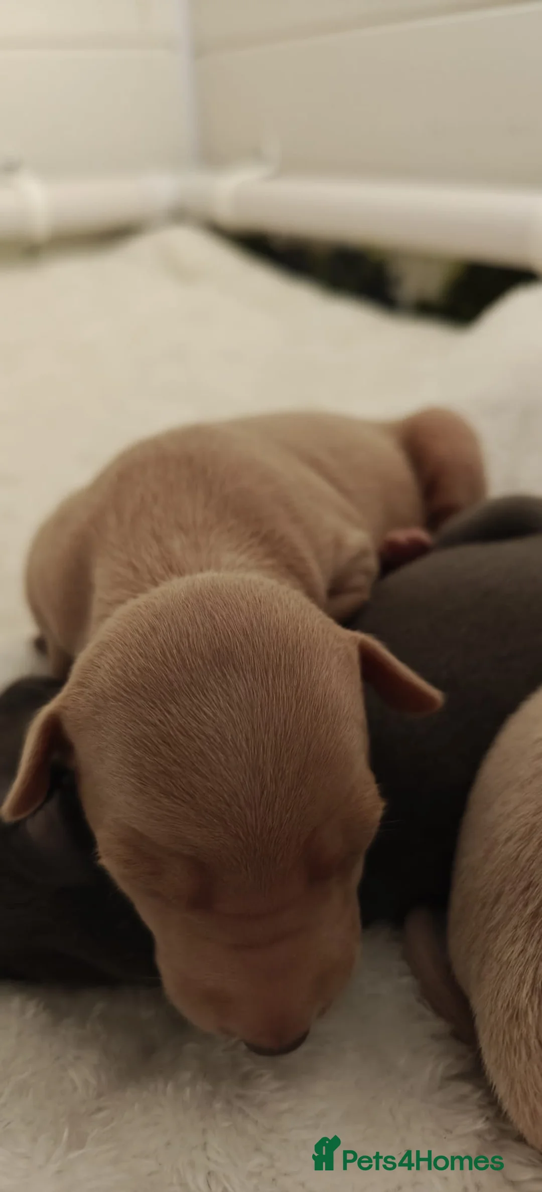 Italian Greyhound dogs for sale: KC Registered - European Lineage - Health Tested  - Advert 3