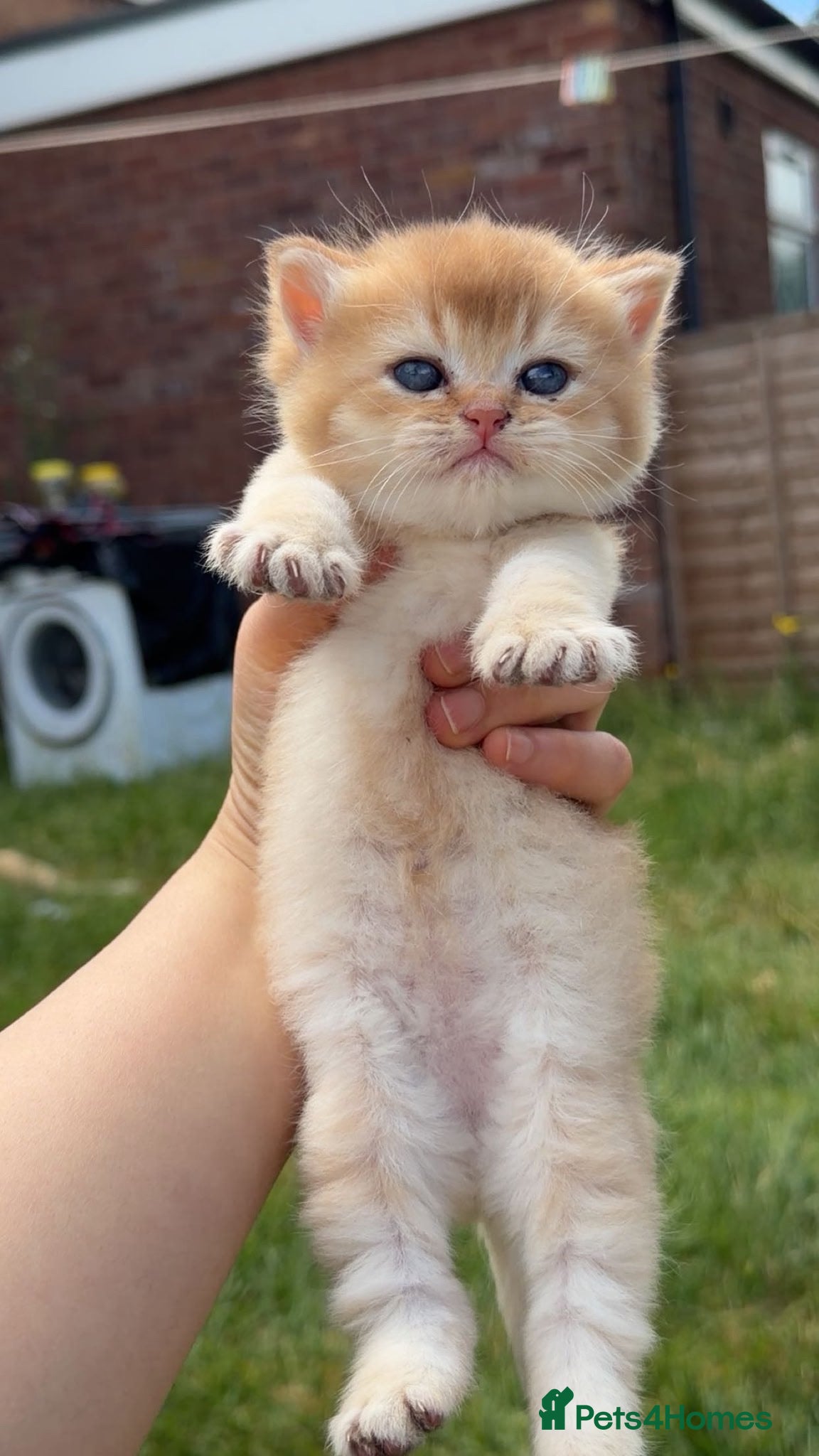 British Shorthair cats British Shorthair Golden Cats - Advert 12