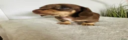 Miniature Dachshund dogs for sale: Beautiful chocolate & tan miniature dachshunds  - Advert 5