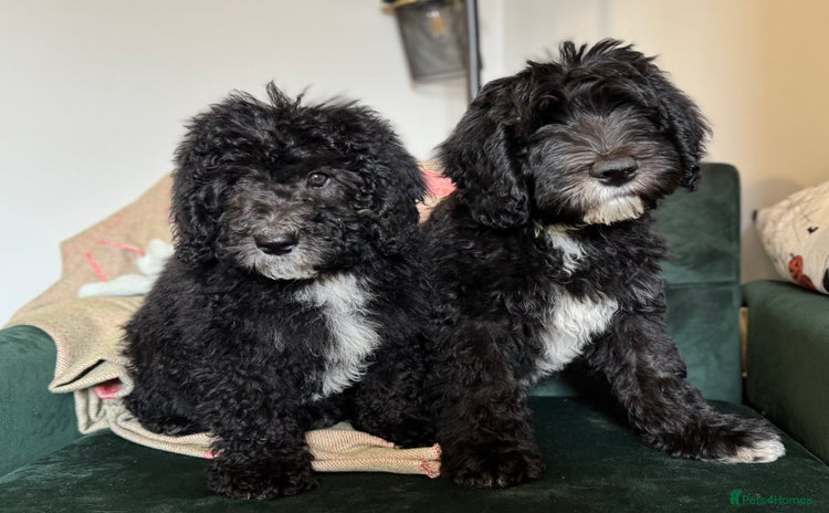 Sheepadoodle dogs - Advert 1