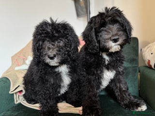 Sheepadoodle dogs - Advert 7