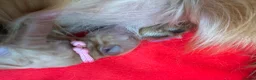 Golden Retriever dogs for sale: KC Registered Dark Red Golden Retriever Puppies - Advert 12