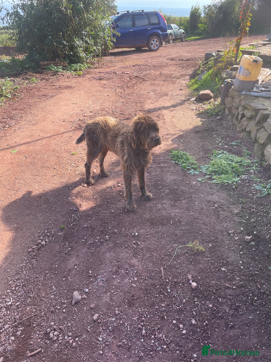 Mixed Breed dogs for sale: GDP and  griffen pointer f1 hybrid  - Image 4